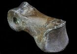 Struthiomimus Toe Bone - Montana #66422-1